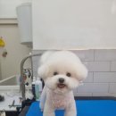 몽슈피스 이미지