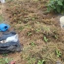 김장채소 모종심고 파종(260829) 이미지