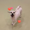 털로덮인친구들 서울상도점 이미지