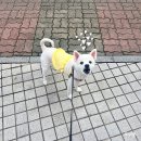 봄나들이 강아지외출복 추천 스토어 마이티피플, 통기성 좋고 원단이 고급진 데이지 망사 원피스