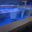 물만난오징어 이미지