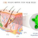 목화스킨앤바디
