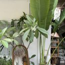 카페모니 이미지