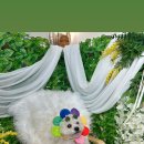 위드독애견스파풀빌라 이미지