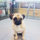 (주)피터펫 이미지