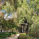 경일초등학교 | 서울숲 단풍 실시간 후기(2025.11.2)와 절정 예상 +주차장 꿀팁