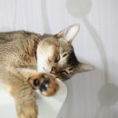 고양이 별 이미지