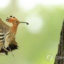 새모정 이미지