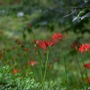 사화로-1 이미지