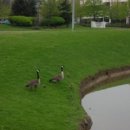 오리농장 이미지