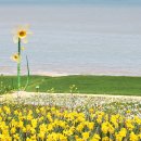 선도수선화 이미지