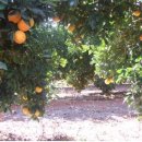 호주 농장 이미지