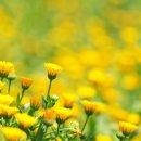 그루터기 이미지