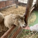 양떼마트 | [설악산 2박3일 일정 내돈내산 3편] 대관령 양떼목장 비오는 날 (+안개) 후기