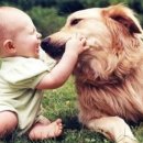 애견운동공원 이미지