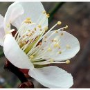 홍매화 민박 이미지