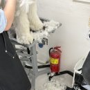 단아하개 이미지