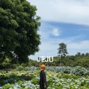 하늘5(동쪽) | 제주 동쪽 여행 코스 혼인지 수국 서귀포 가볼만한곳