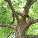 영풍 단촌리 느티나무 이미지