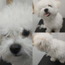 봄사랑동물병원 이미지