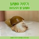 감염병으로부터 우리 아이 건강하게 키우기 | 달팽이 키우기 1년 후기 건강하게 키우는 방법 알려드려요.