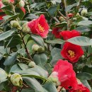 바다정원 이미지