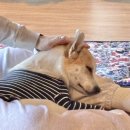 서울애견마트 이미지