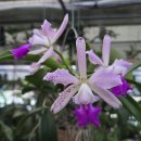 Cattleya violacea semi-alba × Cattleya aclandiae 이미지