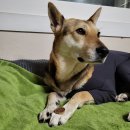 Sara / 3years / Female(Spayed) 이미지