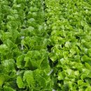 정진농장 이미지