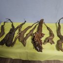 산마 자연산 산마 천연정력제 위염 위암 위질환 동의보감 자연치료 산마 효능 먹는 방법 산에서 나는 장어 50년 산마 자연산 약초 판매 이미지