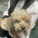 반려동물 애견 미용 | [내돈내산] 광주 남구 주월동 주차장이 있는 반려동물 애견미용 &#39;멜루&#39; 후기