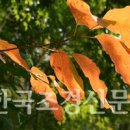 사람주나무] 회백색 수피, 아름다운 단풍 이미지