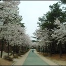 의정부 사패산 직동공원벚꽃.. 이미지