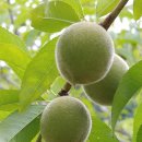 꼬꼬양계농장 이미지