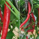 김종찬농장 이미지