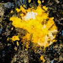 만원족발 이미지