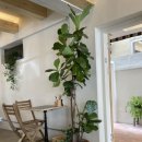 리틀오스 이미지