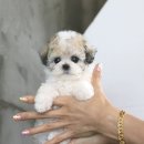 댕댕러브펫 | 남양주강아지분양 소원이루기★