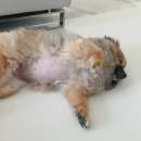 수호천사동물병원 이미지