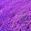 선자농장 이미지