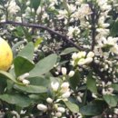 귤꽃향기 이미지