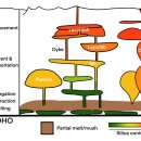 CU 화성화산점 | 광상학 - 2