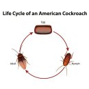 생활영어1A반(야간) | 바퀴벌레 ( 영어; Cockroach, 학명; Blattidae )