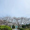 영암군 공설운동장 | [공지] [전남 벚꽃] 구례 화엄사 구례 서시천, 영암 왕인박사, 나주 한수제 전라남도 벚꽃 명소 (ft...