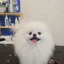 오늘도이쁘개 이미지