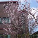 4월초~중순 사이 핀 나무꽃들...[ 살구꽃, 미국개나리등 23장 ] 이미지