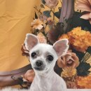 츄블리 펫 살롱 이미지