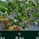 블루베리사슴농장 이미지