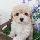 푸숑푸숑 이미지